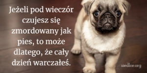 zmordowany jak pies